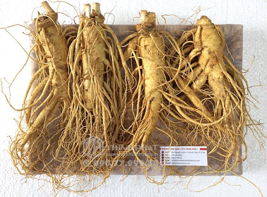 Nhân sâm tươi Hàn Quốc loại 4 củ 1 kg Nhân sâm tươi Hàn Quốc loại 4 củ 1 kg