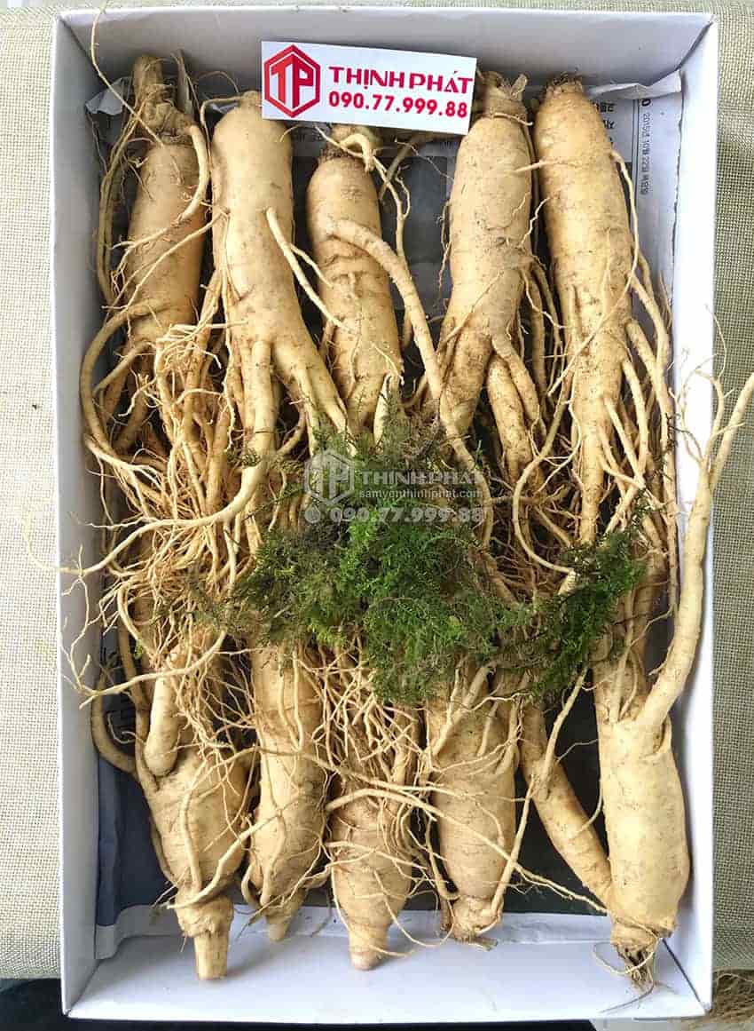 Nhân sâm tươi Hàn Quốc loại 10 củ 1 kg Nhân sâm tươi Hàn Quốc loại 10 củ 1 kg