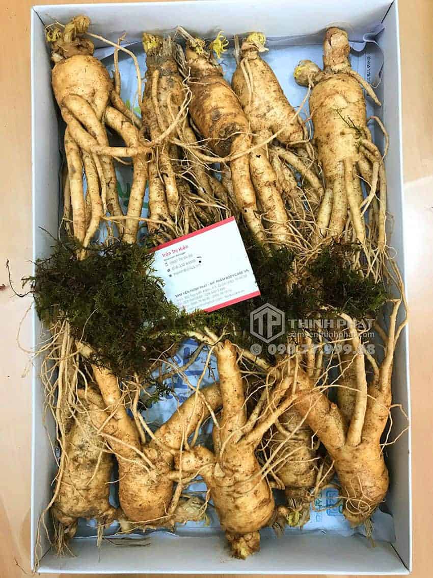 Nhân sâm tươi Hàn Quốc loại 10 củ 1 kg Nhân sâm tươi Hàn Quốc loại 10 củ 1 kg