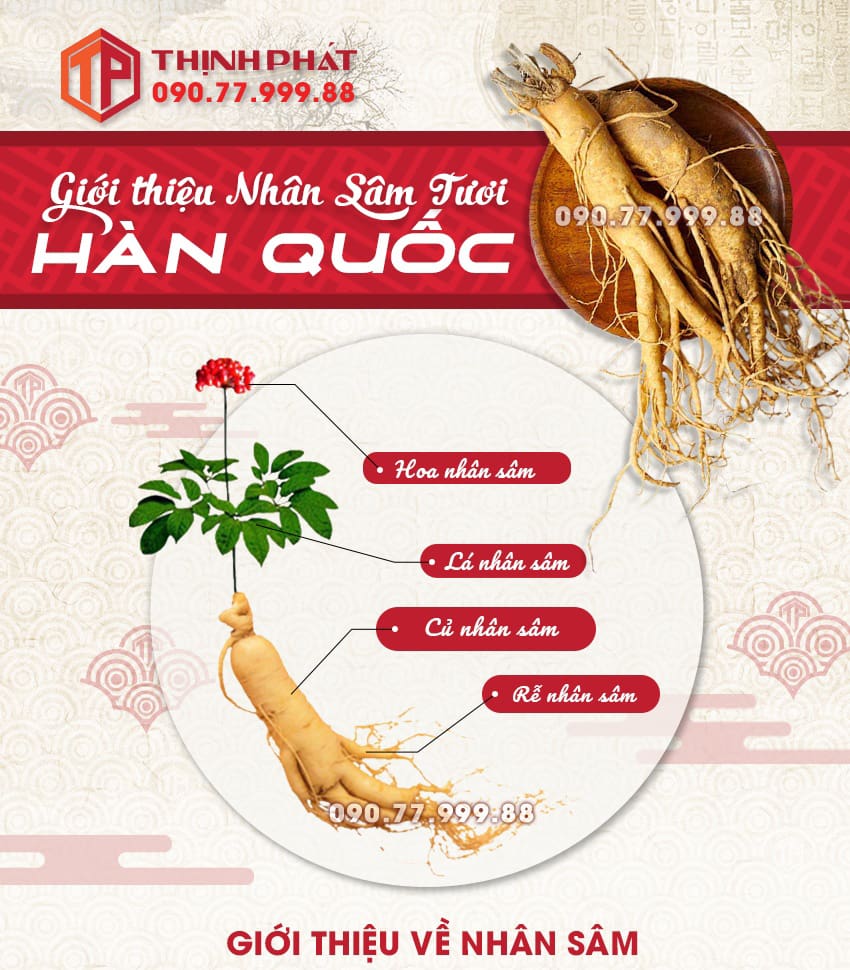 Giới thiệu công dụng, cách sử dụng sâm tươi Hàn Quốc Giới thiệu công dụng, cách sử dụng sâm tươi Hàn Quốc