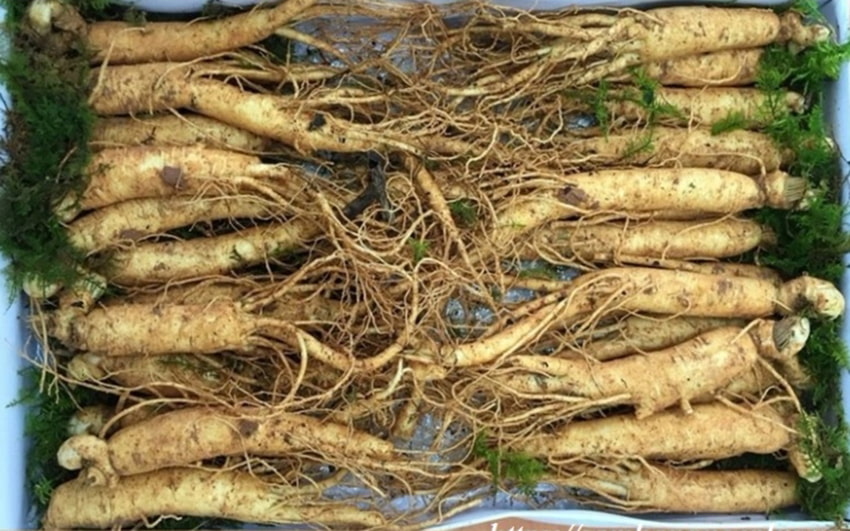 Nhân sâm tươi Hàn Quốc loại 20 - 40 củ 1 kg Nhân sâm tươi Hàn Quốc loại 20 - 40 củ 1 kg