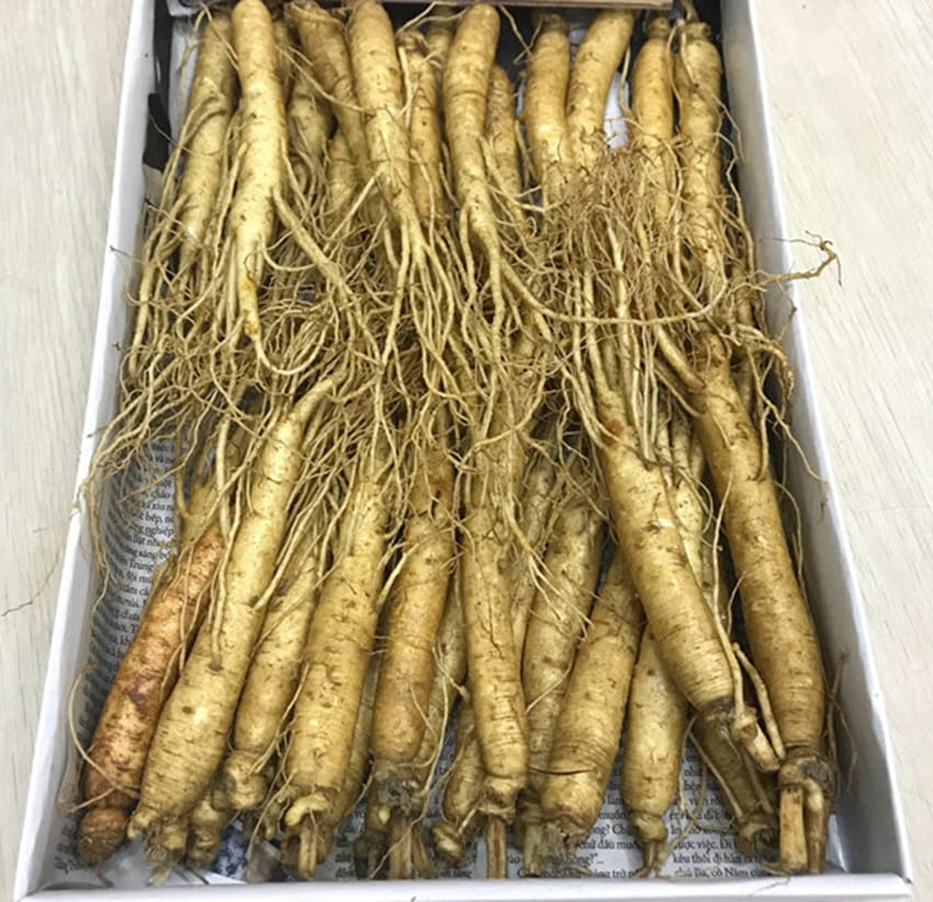 Nhân sâm tươi Hàn Quốc loại 20 - 40 củ 1 kg Nhân sâm tươi Hàn Quốc loại 20 - 40 củ 1 kg