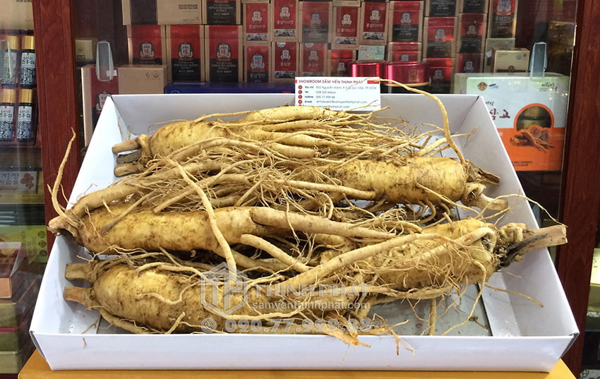 Nhân sâm tươi Hàn Quốc loại 5 củ 1 kg Nhân sâm tươi Hàn Quốc loại 5 củ 1 kg