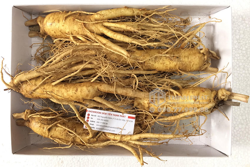 Nhân sâm tươi Hàn Quốc loại 5 củ 1 kg Nhân sâm tươi Hàn Quốc loại 5 củ 1 kg