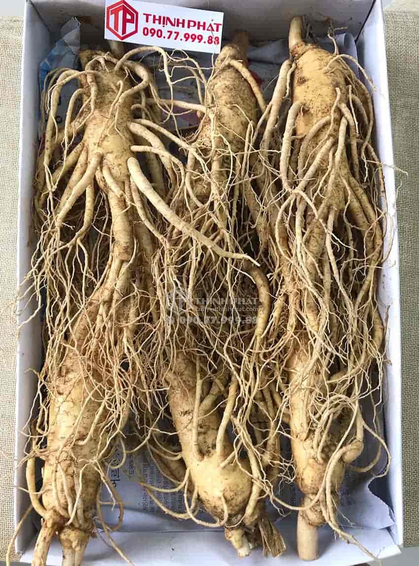 Nhân sâm tươi Hàn Quốc loại 6 củ 1 kg Nhân sâm tươi Hàn Quốc loại 6 củ 1 kg