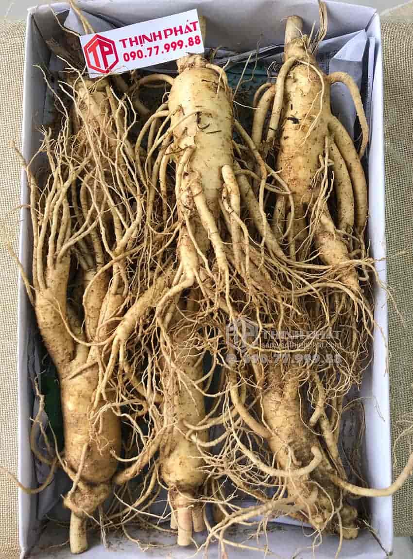 Nhân sâm tươi Hàn Quốc loại 6 củ 1 kg Nhân sâm tươi Hàn Quốc loại 6 củ 1 kg