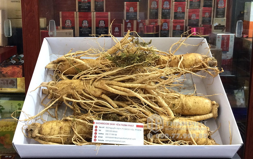 Nhân sâm tươi Hàn Quốc loại 6 củ 1 kg Nhân sâm tươi Hàn Quốc loại 6 củ 1 kg