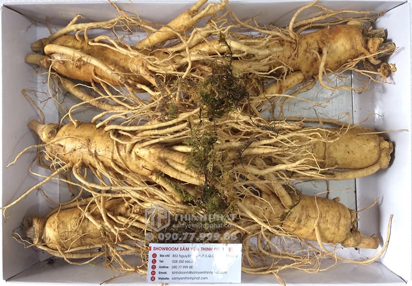 Nhân sâm tươi Hàn Quốc loại 6 củ 1 kg Nhân sâm tươi Hàn Quốc loại 6 củ 1 kg