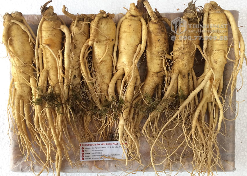 Nhân sâm tươi Hàn Quốc loại 8 củ 1 kg Nhân sâm tươi Hàn Quốc loại 8 củ 1 kg