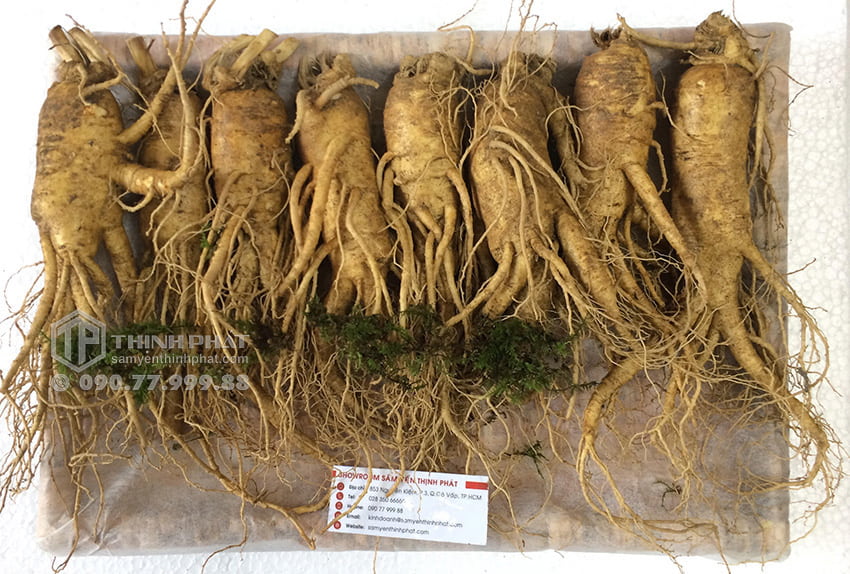 Nhân sâm tươi Hàn Quốc loại 8 củ 1 kg Nhân sâm tươi Hàn Quốc loại 8 củ 1 kg