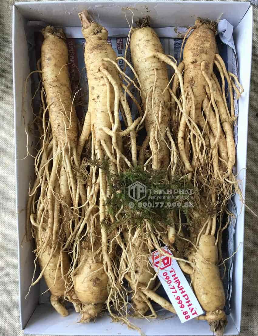 Nhân sâm tươi Hàn Quốc loại 8 củ 1 kg Nhân sâm tươi Hàn Quốc loại 8 củ 1 kg