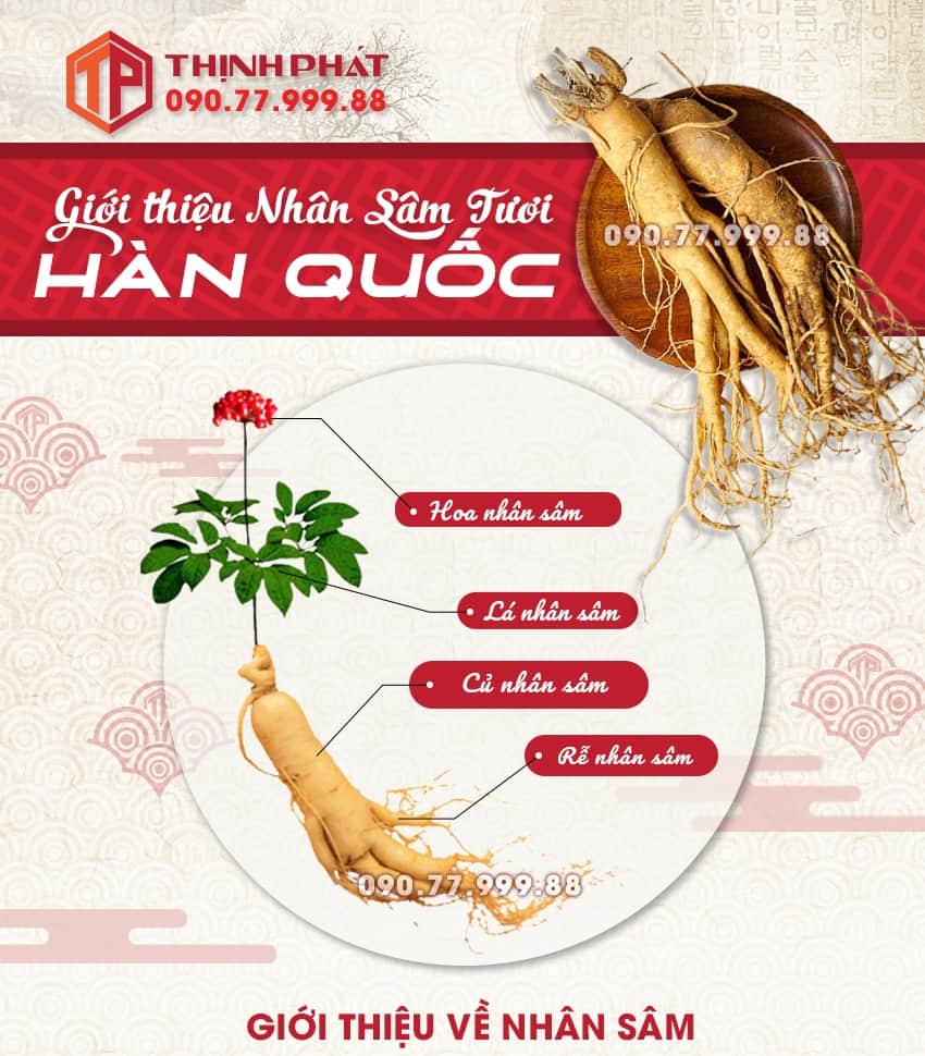 Giới thiệu công dụng, cách sử dụng sâm tươi Hàn Quốc